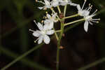 Coastal false asphodel